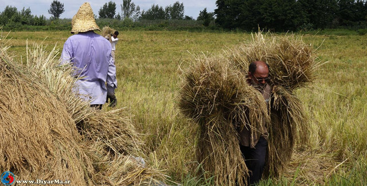 روند کاهشی قیمت برنج به سود تولیدکننده و مصرف‌کننده است یا دلال‌ها را خشنود می‌کند؟