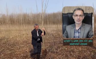 آستانه‌اشرفیه در جایگاه اول تولید نهال صنوبر