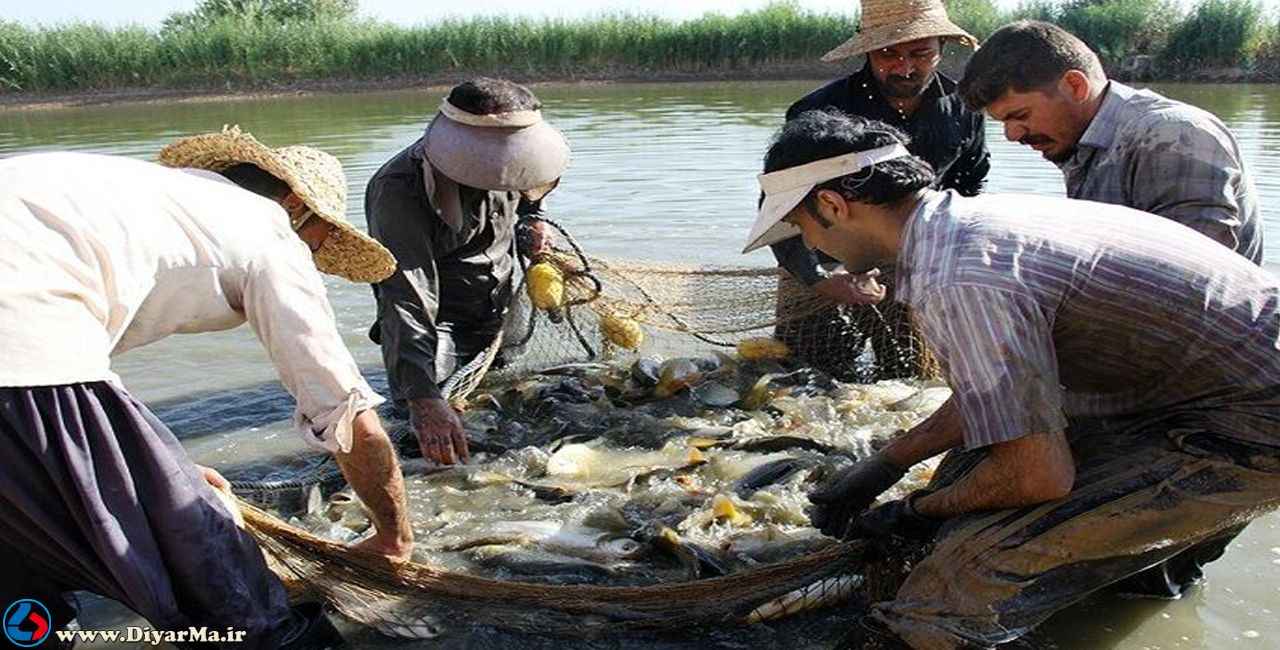 رئیس اداره شیلات شهرستان آستانه‌اشرفیه گفت: ارزش اقتصادی ۴۵۰ تن ماهیان گرمابی پرورش یافته در مزارع این شهرستان بیش از 18 میلیارد تومان است.